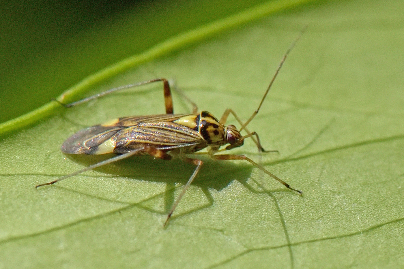 Hoe heet dit insect?